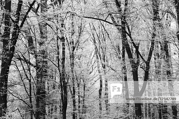 Deutschland  Winterwald