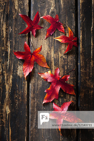 Sechs Herbstblätter von Sweetgum auf dunklem Holz