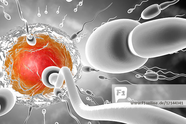 3D Rendered Illustration  Visualisierung von Spermien  die zu einer Eizelle rasen  um sie zu befruchten.