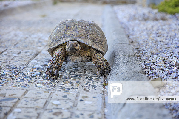 Südafrika  Kapstadt  Schildkröte auf dem Bürgersteig