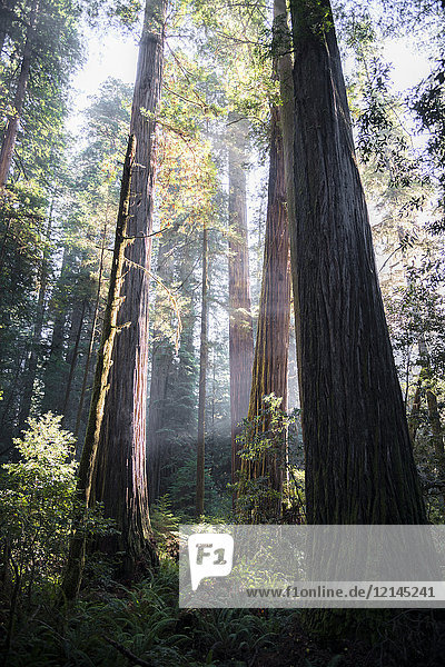 USA,  Kalifornien,  Crescent City,  Jedediah Smith Redwood State Park,  Redwood Bäume