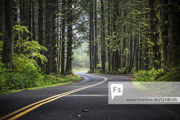 USA  Staat Washington  Hoher Regenwald  Straße