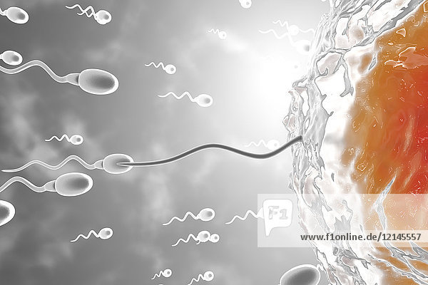 3D Rendered Illustration  Visualisierung von Spermien  die zu einer Eizelle rasen  um sie zu befruchten.