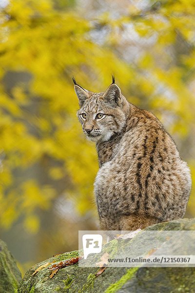 Eurasian Lynx  Lynx lynx  in Autumn  Germany  Europe.