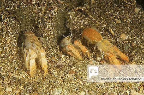 Mud lobster (Upogebia deltaura). Eastern Atlantic. Galicia. Spain. Europe.