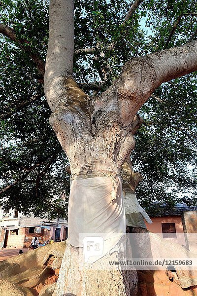 Voodoo sacred tree. Togoville  Togo.