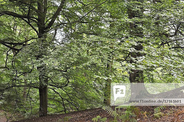 Beech tree grove in the Forest of Rambouillet  Haute Vallee de Chevreuse Regional Natural Park  Department of Yvelines  Ile de France Region  France  Europe.