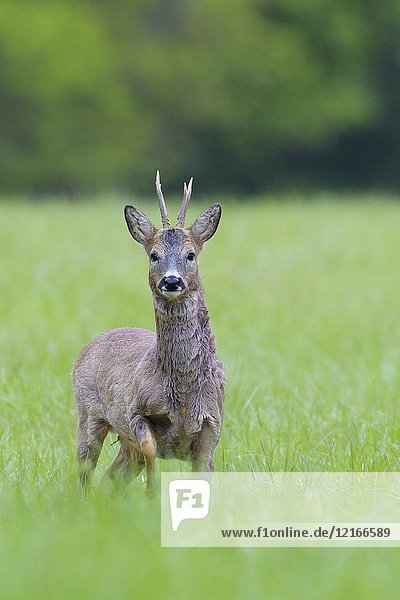 Western Roe Deer (Capreolus capreolus) in springtime  Roebuck  Hesse  Germany  Europe.