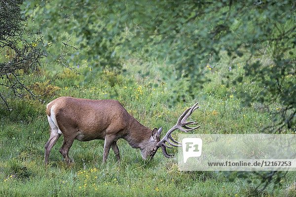 Red deer (Cervus elaphus)  adult male grazing on meadow at the edge of the forest  Hunsrück  Rhineland-Palatinate  Germany.