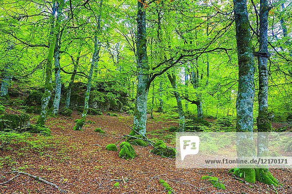 Enchanted forest. Urbasa-Andia Natural Park. Navarre  Spain  Europe.