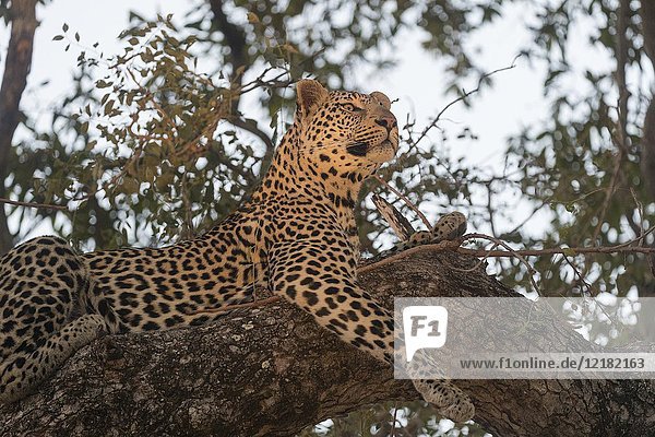 Africa  Southern Africa  South African Republic  Mala Mala game reserve  savannah  African Leopard (Panthera pardus pardus)  resting.