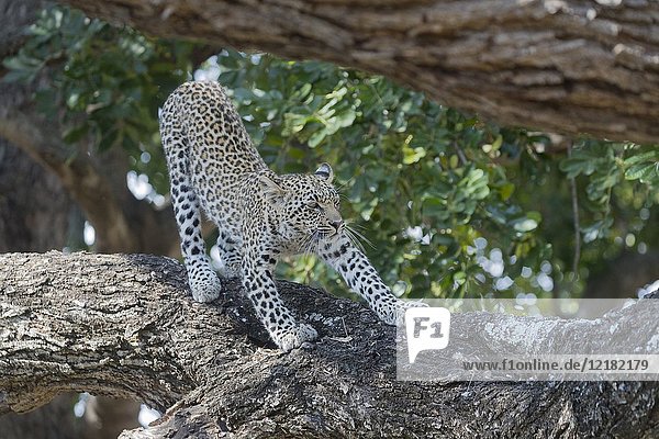 Africa  Southern Africa  South African Republic  Mala Mala game reserve  savannah  African Leopard (Panthera pardus pardus)  young in a tree.