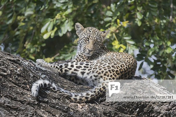 Africa  Southern Africa  South African Republic  Mala Mala game reserve  savannah  African Leopard (Panthera pardus pardus)  young in a tree.