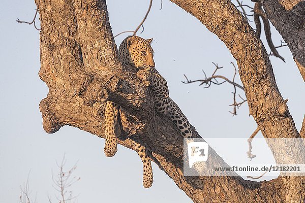 Africa  Southern Africa  South African Republic  Kalahari Desert  savannah  African Leopard (Panthera pardus pardus)  climbing in a tree where he put a prey.