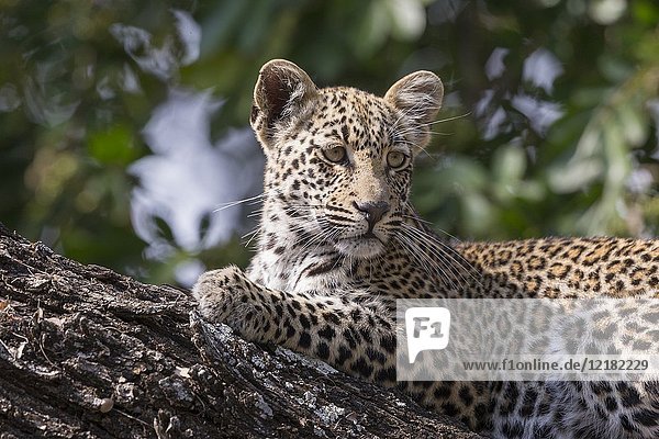 Africa  Southern Africa  South African Republic  Mala Mala game reserve  savannah  African Leopard (Panthera pardus pardus)  young resting.