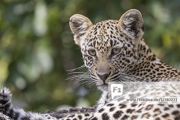 Africa  Southern Africa  South African Republic  Mala Mala game reserve  savannah  African Leopard (Panthera pardus pardus)  young resting.