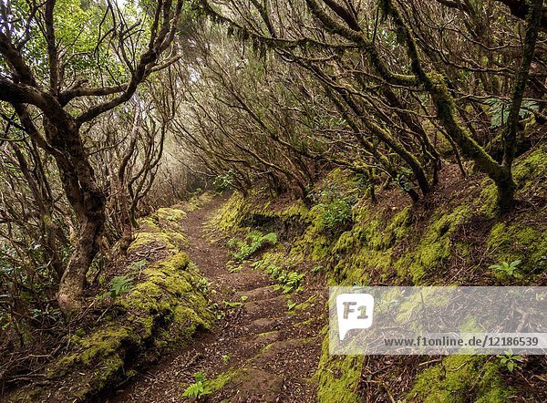Laurel Forest  Anaga Rural Park  Tenerife Island  Canary Islands  Spain.