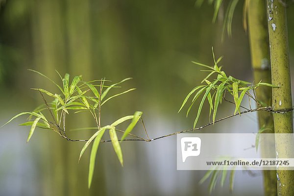 Bamboos. Image taken at Orchid Garden  Kuching  Sarawak  Malaysia