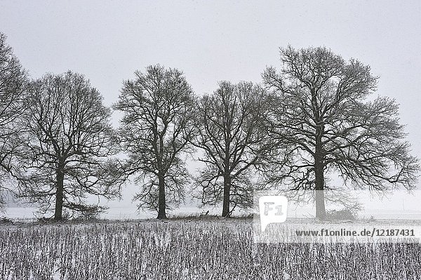Covered with snow oak trees in a field on the edge of the Forest of Rambouillet  Haute Vallee de Chevreuse Regional Natural Park  Yvelines department  Ile de France region  France  Europe.