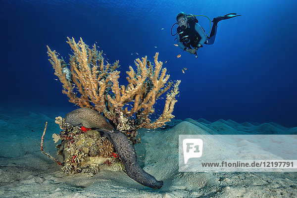 Egypt  Red Sea  Hurghada  scuba diver and giant moray