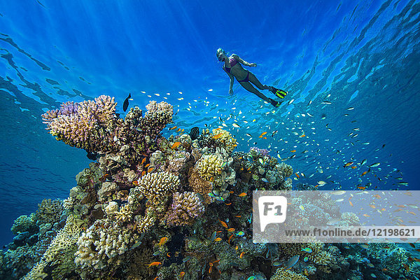 Ägypten  Rotes Meer  Hurghada  junge Frau beim Schnorcheln am Korallenriff