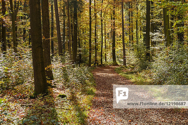 Deutschland  Bayern  Niederbayern  bei Kelheim  Weltenburger Enge  Waldweg im Herbst