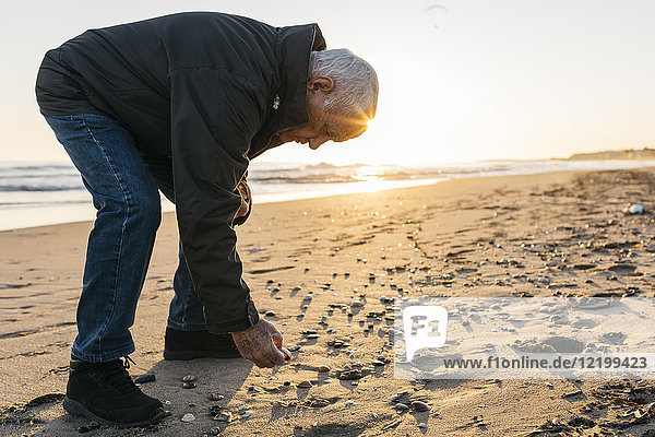 Ein älterer Mann  der am Strand spazieren geht und Muscheln sammelt.