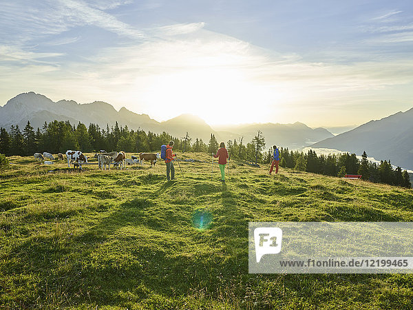 Austria  Tyrol  Mieming Plateau  hikers on alpine meadow with cows at sunrise