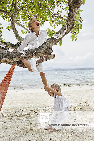 Thailand  Phi Phi Phi Inseln  Ko Phi Phi Phi  verspielter Junge und kleines Mädchen klettern auf einen Baum am Strand