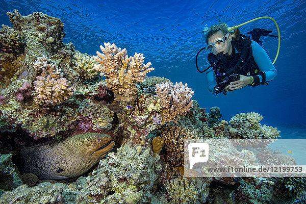 Egypt  Red Sea  Hurghada  scuba diver and yellow-edged moray