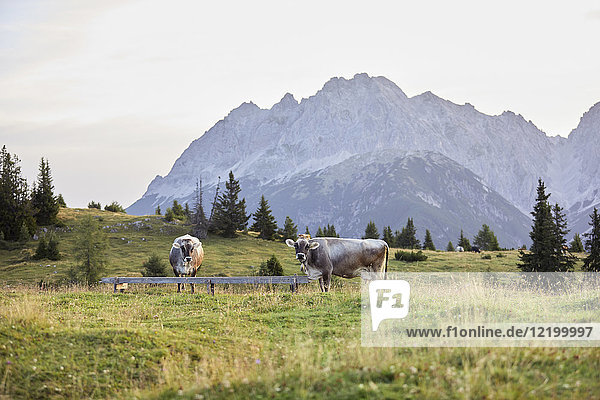 Austria  Tyrol  Mieming Plateau  cows on alpine meadow
