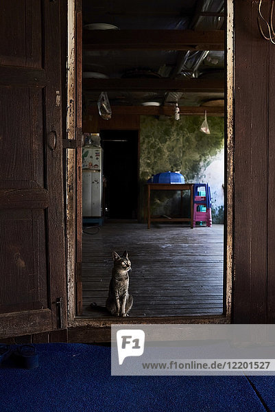 Myanmar  Katze sitzt neben einer Tür