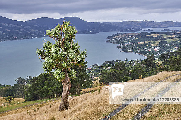 Neuseeland Südinsel Dunedin Otago Halbinsel