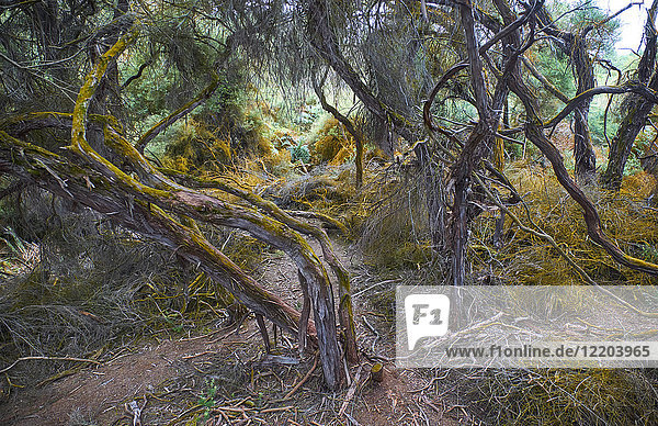 Neuseeland  Nordinsel  Wai-O-Tapu  knorrige Bäume im Wald