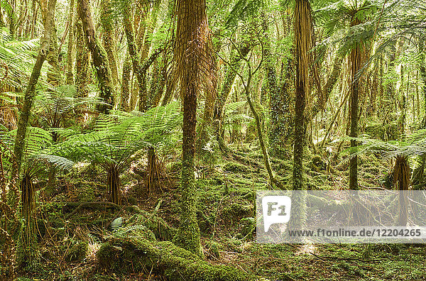 Neuseeland  Südinsel  Westland Nationalpark  Regenwald