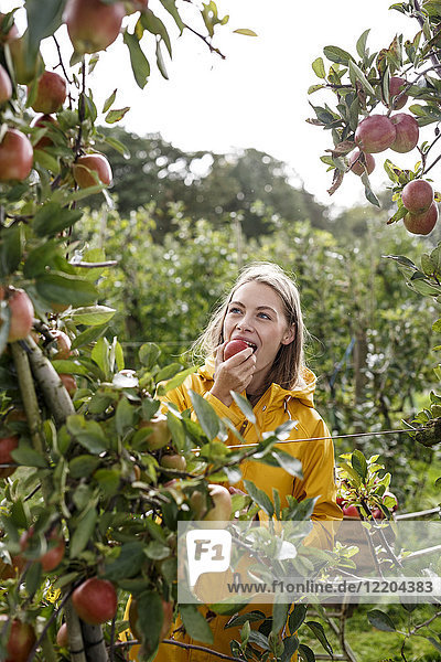 Junge Frau isst Apfel vom Baum im Obstgarten
