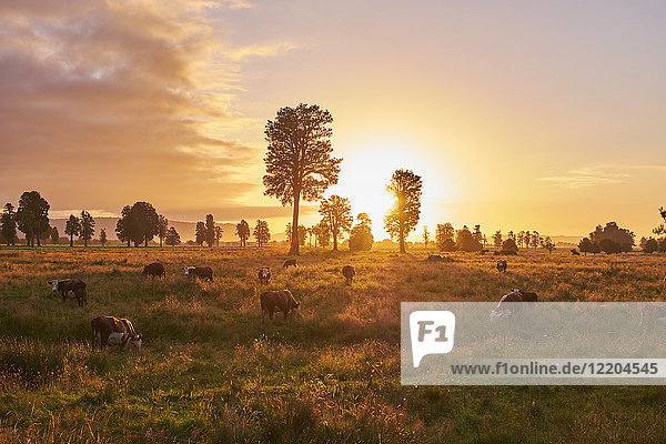 Neuseeland  Südinsel  Westland Nationalpark  Kühe auf der Wiese bei Sonnenuntergang