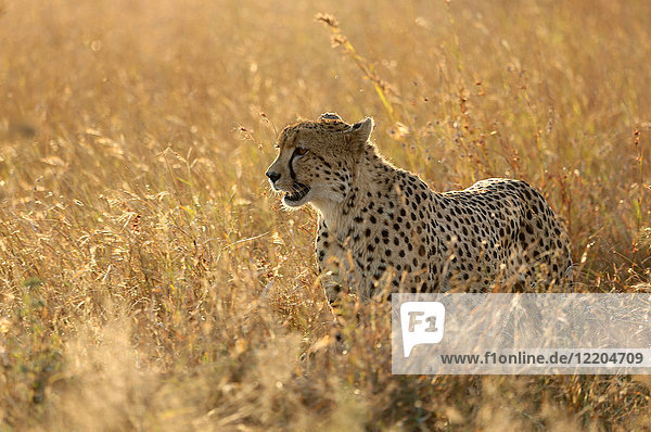 Cheetah ( Acinonyx jubatus ) in savanna  Lower Sabie  Kruger National Park  South Africa  Africa
