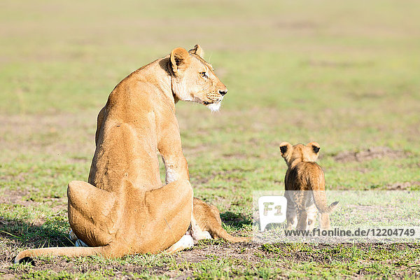 Löwin und Jungtiere  Masai Mara  Kenia  Ostafrika  Afrika