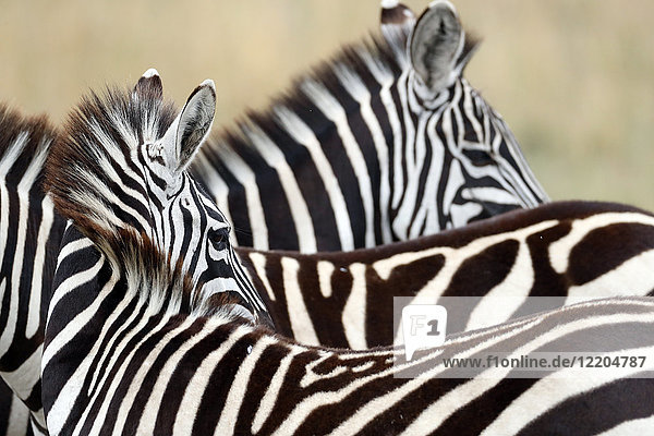 Gruppe von Zebras (Equus burchellii)  Masai Mara Game Reserve  Kenia  Ostafrika  Afrika