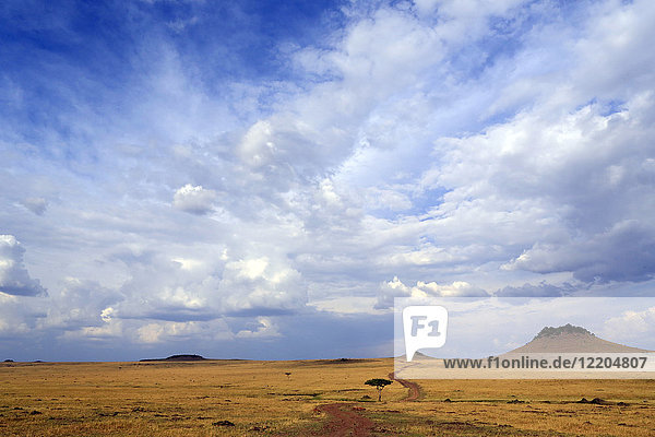 Afrikanische Savanne  goldene Ebenen gegen blauen Himmel mit Wolken  Masai Mara Game Reserve  Kenia  Ostafrika  Afrika