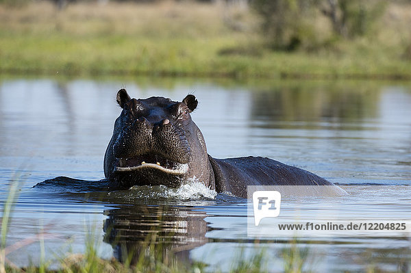 Flusspferd (Hippopotamus amphibius)  Khwai-Schutzgebiet  Okavango-Delta  Botsuana  Afrika