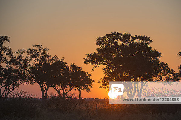 Sonnenuntergang im Savuti-Sumpf  Botswana  Afrika