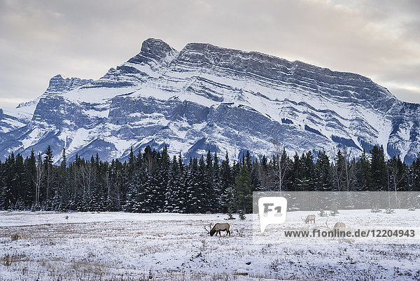 Winter landscape with wild elk in the Banff National Park  UNESCO World Heritage Site  Alberta  Canadian Rockies  Canada  North America