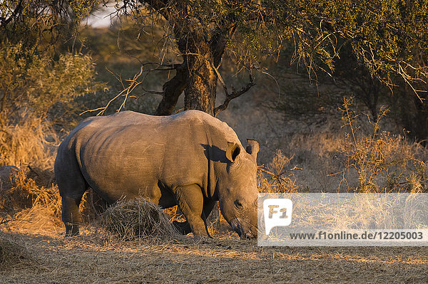 White rhinoceros (Ceratotherium simum)  Kalahari  Botswana  Africa
