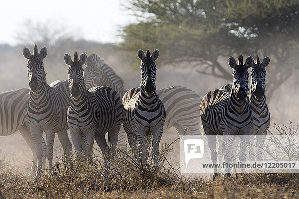 Burchell's Zebra (Equus quagga burchellii) schaut in die Kamera  Botswana  Afrika