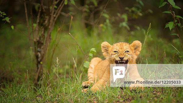Brüllendes Löwenjunges  Masai Mara  Kenia  Ostafrika  Afrika