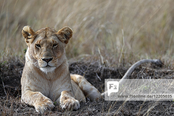 Lioness (Panthera leo) in savanna  Masai Mara Game Reserve  Kenya  East Africa  Africa