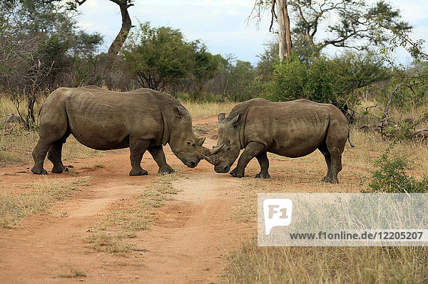 Breitmaulnashorn-Paar (Ceratotherium simum)  Krüger-Nationalpark  Südafrika  Afrika