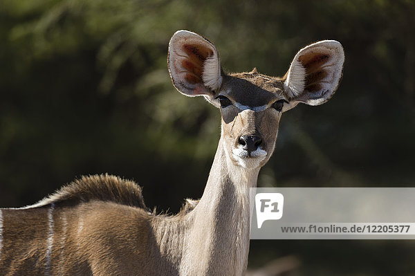 Großer Kudu (Tragelaphus strepsiceros)  Kalahari  Botsuana  Afrika